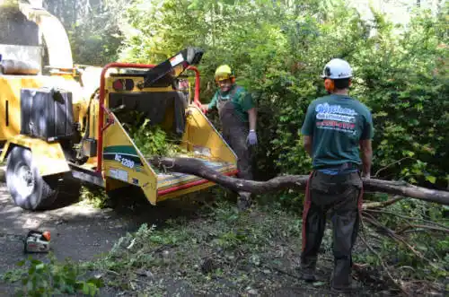 tree services San Bernardino